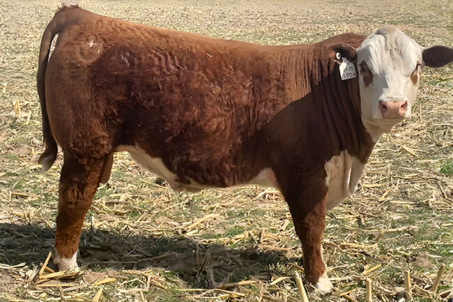 SHF Kendal 589 K091 SHF Kendal 589 K091